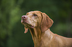 shorthaired Magyar Vizsla portrait