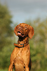 shorthaired Magyar Vizsla portrait