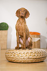 young Magyar Vizsla