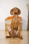 young Magyar Vizsla