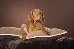 young Magyar Vizsla