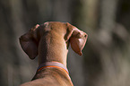 shorthaired Magyar Vizsla portrait