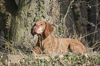 lying shorthaired Magyar Vizsla