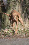 standing shorthaired Magyar Vizsla