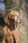 shorthaired Magyar Vizsla portrait