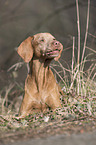 lying shorthaired Magyar Vizsla