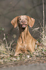 lying shorthaired Magyar Vizsla