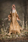 howling shorthaired Magyar Vizsla