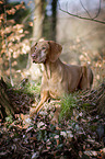 lying shorthaired Magyar Vizsla