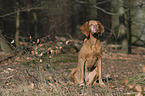 sitting shorthaired Magyar Vizsla