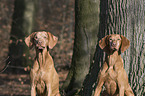 2 shorthaired Magyar Vizslas