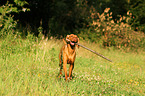 playing shorthaired Magyar Vizsla