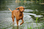 walking shorthaired Magyar Vizsla