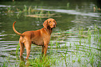 bathing shorthaired Magyar Vizsla