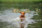 splashing shorthaired Magyar Vizsla