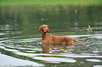 bathing shorthaired Magyar Vizsla