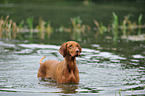 bathing shorthaired Magyar Vizsla