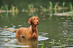 bathing shorthaired Magyar Vizsla