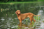 bathing shorthaired Magyar Vizsla