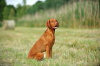 sitting shorthaired Magyar Vizsla