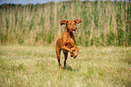 running shorthaired Magyar Vizsla