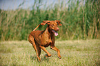 running shorthaired Magyar Vizsla