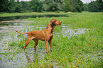 bathing shorthaired Magyar Vizsla