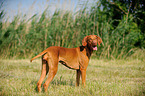 standing shorthaired Magyar Vizsla