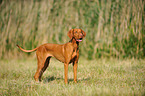 standing shorthaired Magyar Vizsla