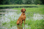 sitting shorthaired Magyar Vizsla