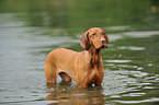 bathing shorthaired Magyar Vizsla