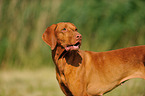 shorthaired Magyar Vizsla portrait