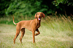 standing shorthaired Magyar Vizsla