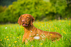 lying shorthaired Magyar Vizsla