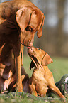 shorthaired Magyar Vizslas