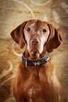 old Magyar Vizsla