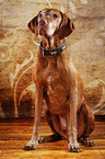 old Magyar Vizsla