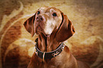 old Magyar Vizsla