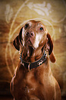 old Magyar Vizsla