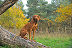 sitting Magyar Vizsla