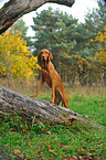 Magyar Vizsla