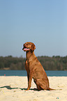 sitting shorthaired Magyar Vizsla