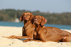 2 shorthaired Magyar Vizslas