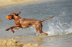 running shorthaired Magyar Vizsla