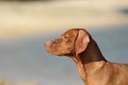 shorthaired Magyar Vizsla Portrait