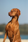 shorthaired Magyar Vizsla Portrait