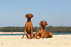 2 shorthaired Magyar Vizslas