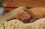 Magyar Vizsla Puppy