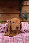 Magyar Vizsla Puppy