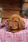 Magyar Vizsla Puppy